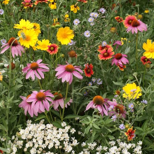 Native Perennial Wildflower Seed Mix (1 Ounce / Native Perennial)