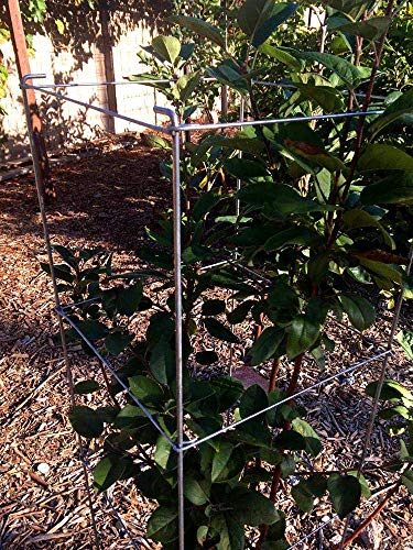 46" Height 12" Width 2PCS Galvanized Square Folding Tomato Cage (12*46inch Sq-Galvanized-2Pack)