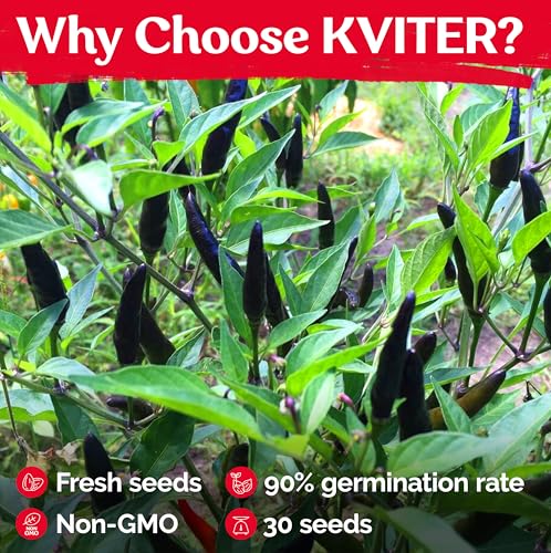 30 Black Cobra Chilli Hot Pepper Heirloom Vegetable Seeds