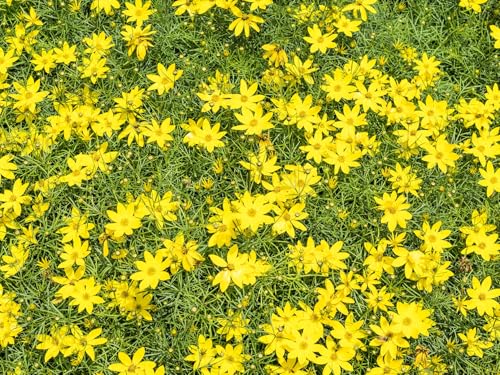 Live Perennial Plants (10 Pots)