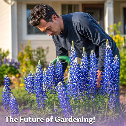 75 Texas Bluebonnet Heirloom Flower Seeds for Planting