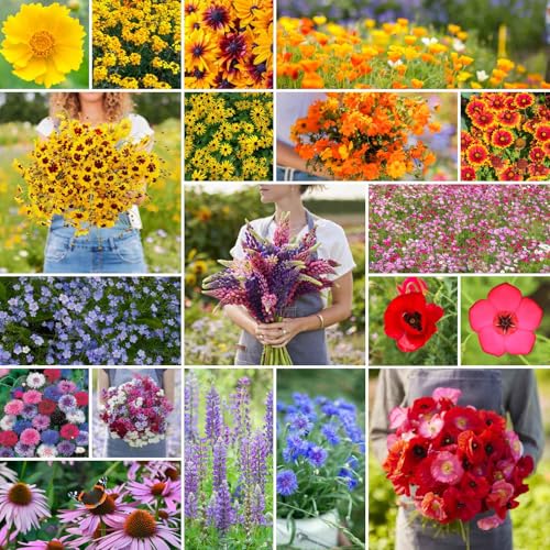 Burst of Bloom Wildflower Mixed Seeds for Planting (48000 Count)