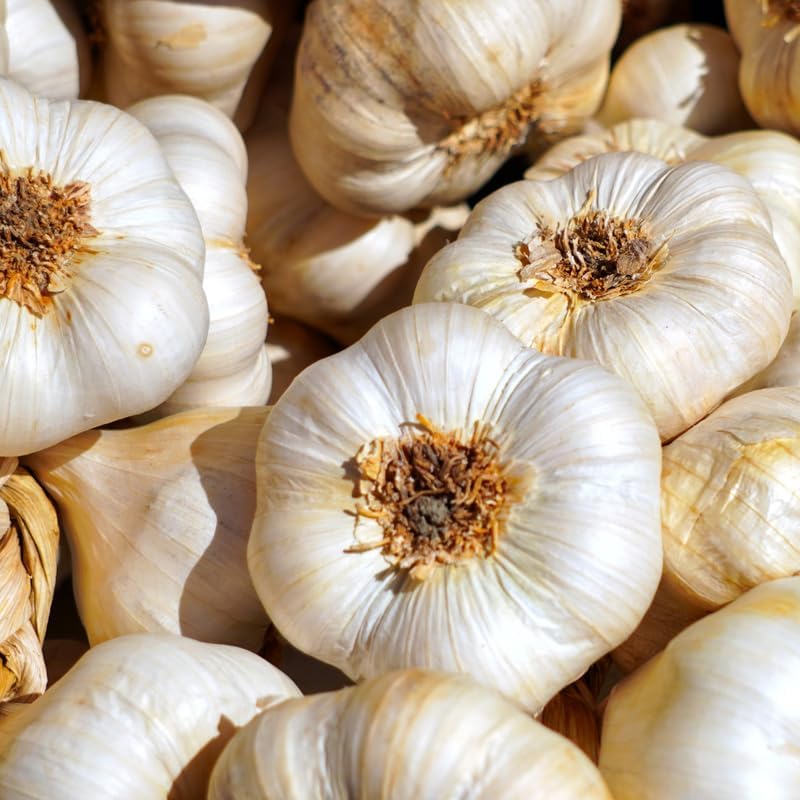 1 Pound Garlic for Planting in Fall Hardneck, 8 White Garlic Bulbs for Planting, Fresh and High Yield Bulb Variety Pack, Hardy and Fast Growing