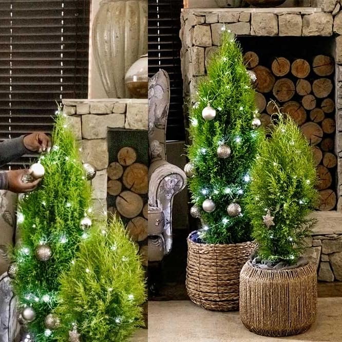 Live Lemon Cypress Plant (2 Count (Cup) / cypress-lemon)