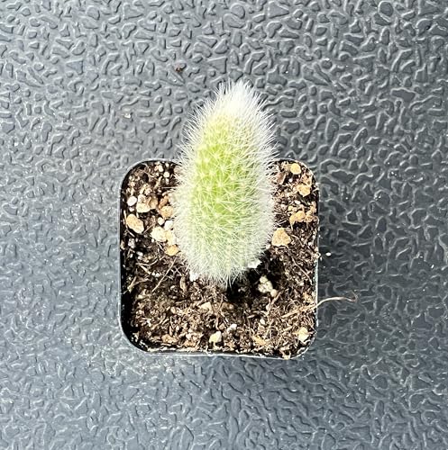 Monkey Tail Cactus (Monkey Tail Cactus)