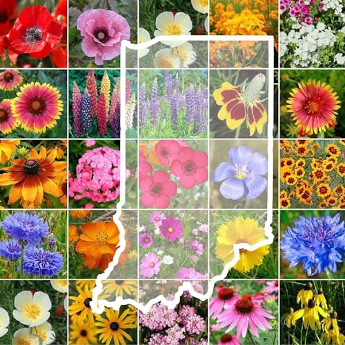 Indiana Wildflower Mixed Seeds for Planting