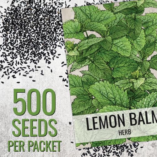 Lemon Balm Seeds to Plant Heirloom Non (5 Packs)