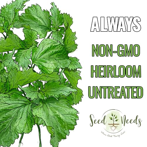 Green Shiso Seeds to Plant Heirloom Non (5 Packs)