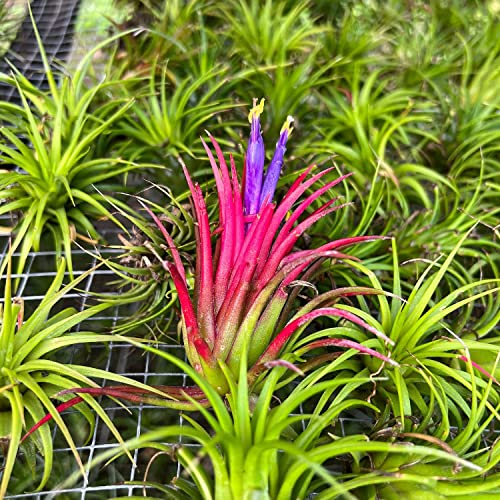 Air Plants Bulk (50 Count)