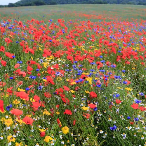 Back to Basics Flower Mixed Seeds for Planting