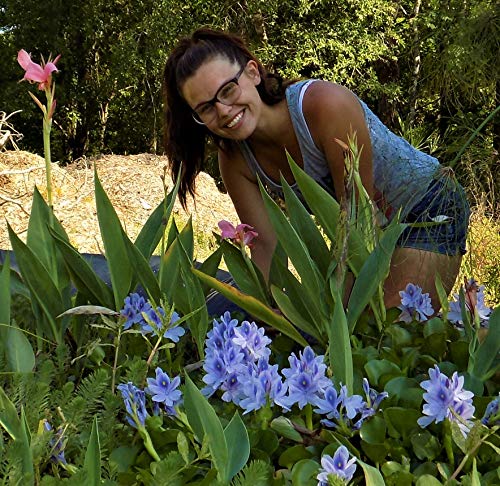 Water Hyacinths Floating Water Garden Plants (12 Count)