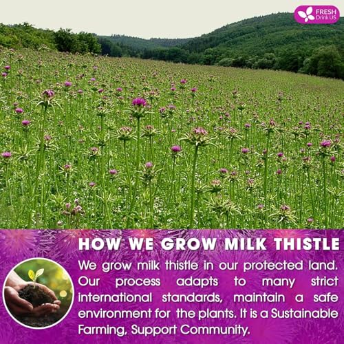 Premium 135 Bags Milk Thistle Tea (135 Tea Bags)
