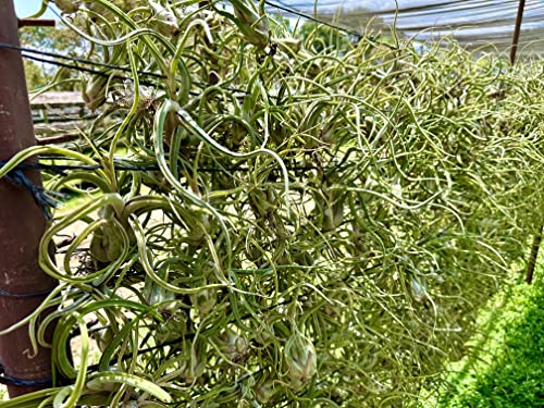 Air Plants Flowering Tillandsia Caput Medusae (3 Count)
