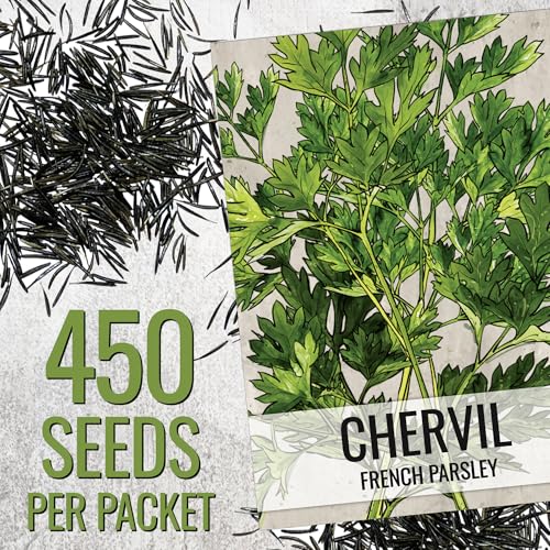 Chervil Seeds to Plant Heirloom Non (5 Packs)