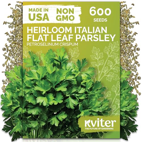 600 Flat Leaf Italian Parsley Heirloom Herb Seeds
