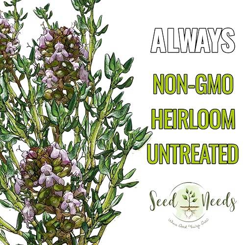 Thyme Seeds to Plant Heirloom Non (2 Packs)