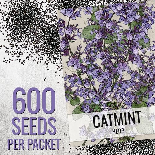 Catmint Seeds to Plant Heirloom Non (2 Count)