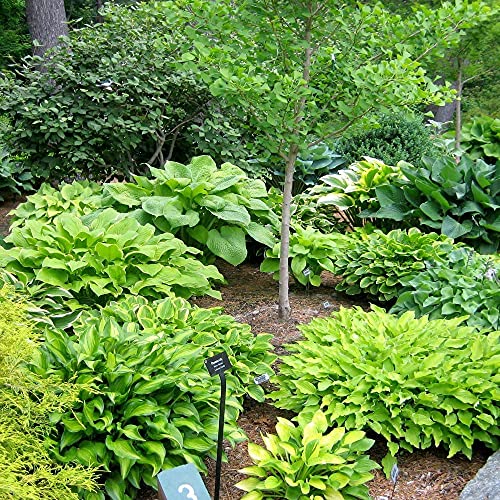 Amazing Deal 24 Hosta Bare Roots Plants w