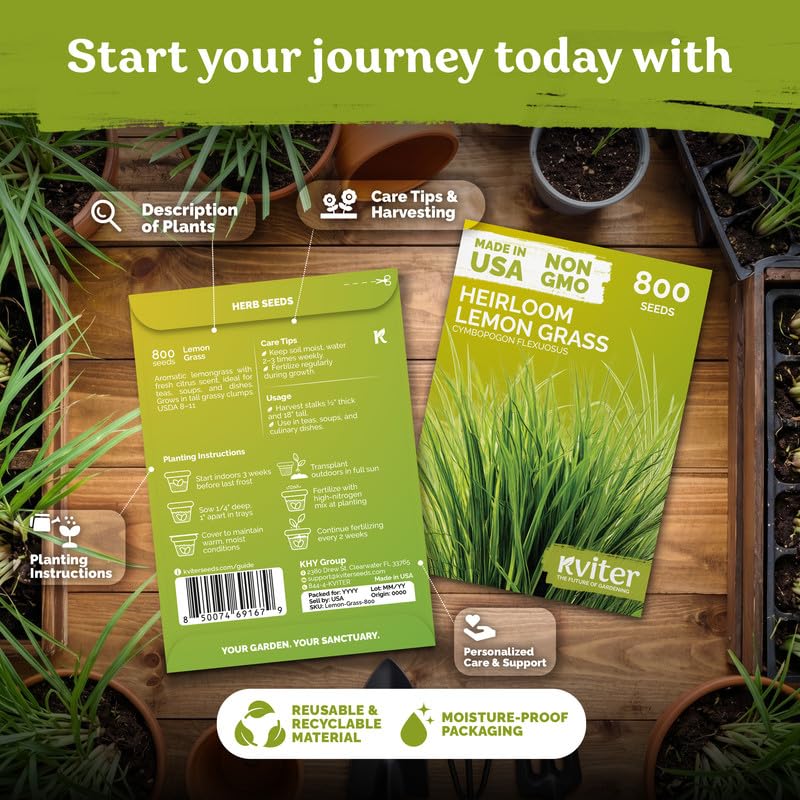 800 Lemongrass Heirloom Herb Seeds for Planting