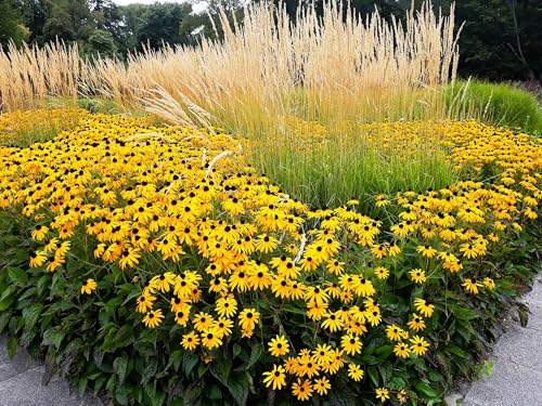 Live Perennial Plants (2 Pots)