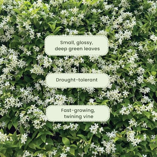Live Confederate Jasmine (Confederate / 6-Inch Pot)