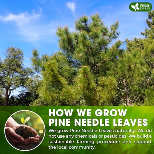 Pine Needle Tea (40 Tea Bags)