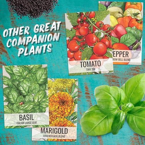 Culantro Seeds to Plant Heirloom Non (2 Packs)