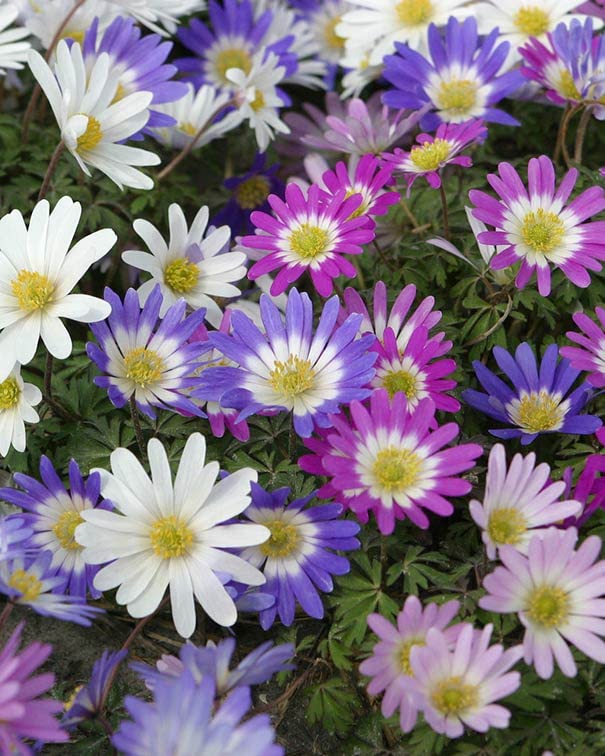 Anemone Flower Bulbs for Planting (3 Count)