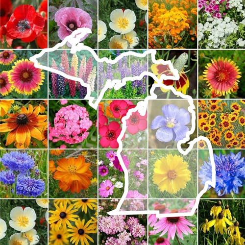 Michigan Wildflower Mixed Seeds for Planting