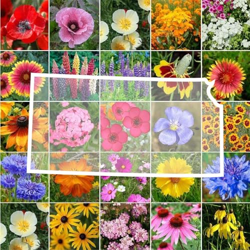 Kansas Wildflower Mixed Seeds for Planting
