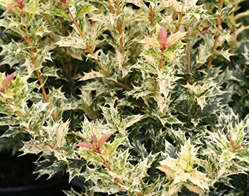 Goshiki Variegated Tea Olive (Quart Pot / Goshiki)