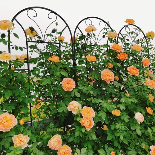 Metal Garden Trellis Rustproof Trellis for Climbing Plants Outdoor Flower Support Peacock Style