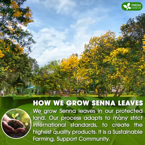 Premium 75 Senna Leaf Tea Bags (75 Tea Bags)