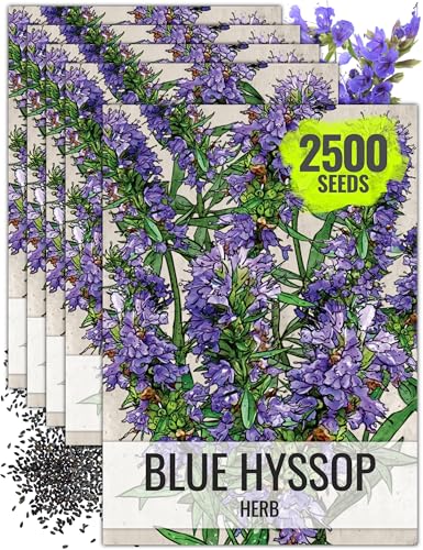 Blue Hyssop Seeds to Plant Heirloom Non (5 Packs)