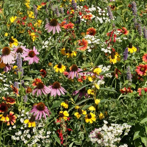 Native Eastern Xeriscape Flower Seed Mix (1/4 Pound / Native Eastern Xeriscape)
