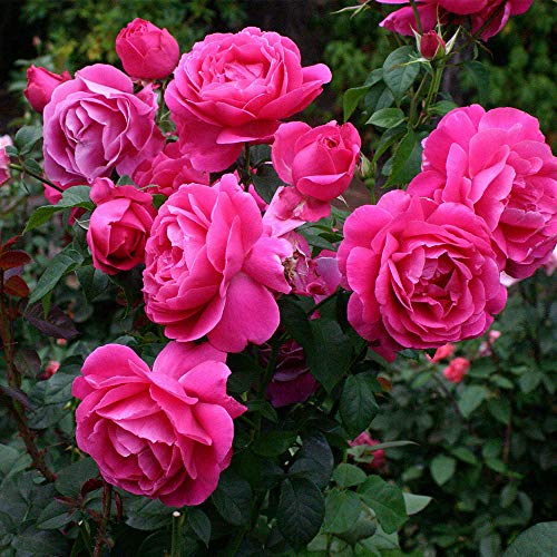 Heirloom Hybrid Tea Roses (Grande Dame)