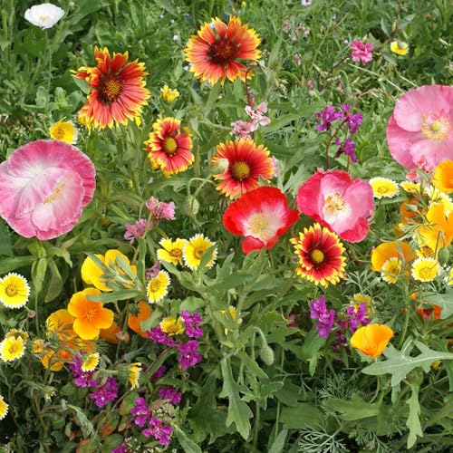 Native Southwest Wildflower Seed Mix (1/4 Pound / Native Southwest)