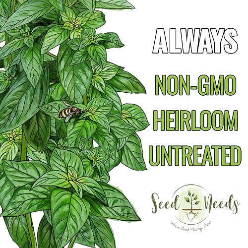 Genovese Sweet Basil Seeds Heirloom Non (2 Packs)