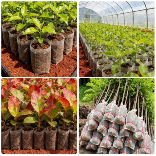 100 Pcs Nursery Grow Bags (7.5 x 13.5 Inches)