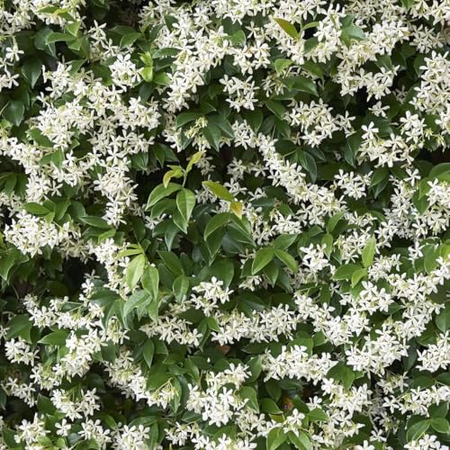 Daisy Ship Star Jasmine Trachelospermum (2-Pack (Sac) / jasmine-star)