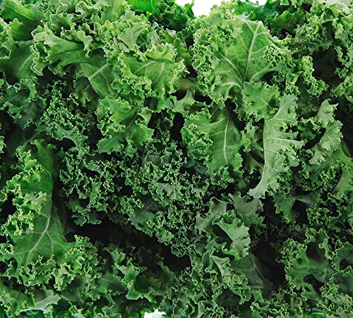 200+ Dwarf Siberian Kale Seeds for Planting