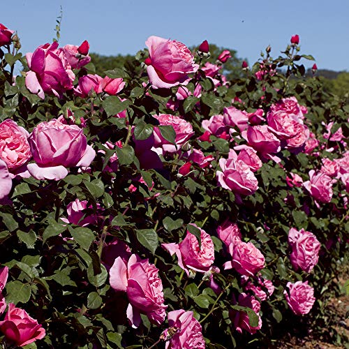 Heirloom Hybrid Tea Roses (Dee-Lish)