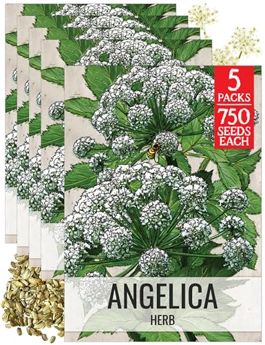 Angelica Seeds to Plant Heirloom Non (5 Packs)