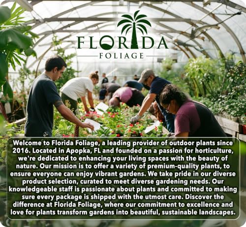 Star Jasmine 3 Live Plants (2 Inch / 3 Plants)