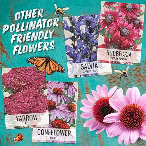 Scarlet Sage Seeds to Plant Perennial Red Salvia 10 Pack (10 Packs / Scarlet Salvia)