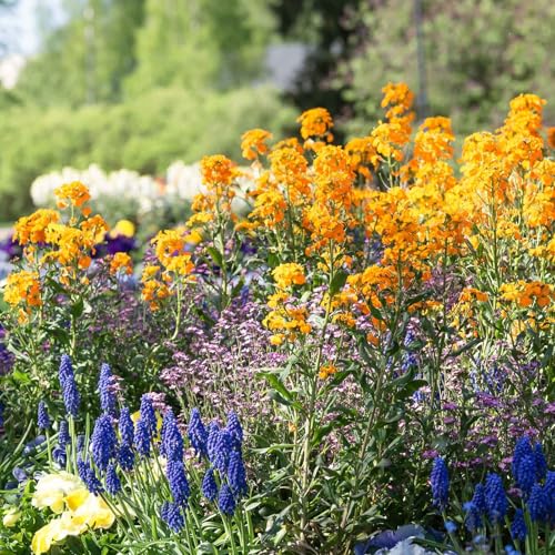 Siberian WallFlower Seeds