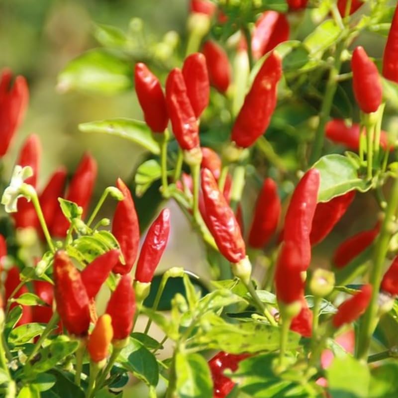Red Pepper Plant Live (Red White Pepper)
