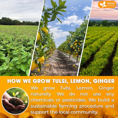 Premium 55 Tulsi Lemon Ginger Tea Bags (55 Tea Bags)