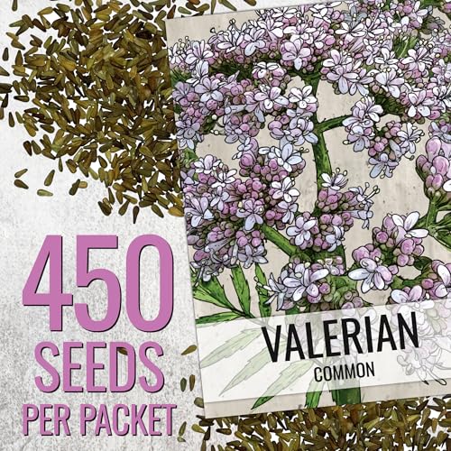 Valerian Seeds to Plant Heirloom Non (2 Packs)