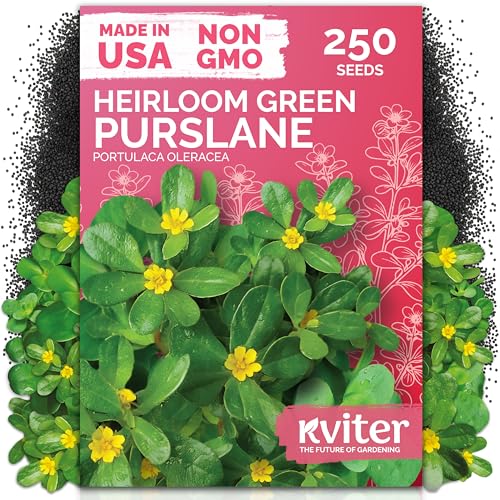 250 Purslane Heirloom Herb Seeds for Planting